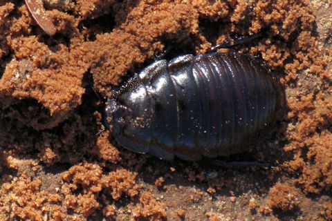 Burrowing Cockroach (Geoscapheus dilatatus) (Geoscapheus dilatatus)